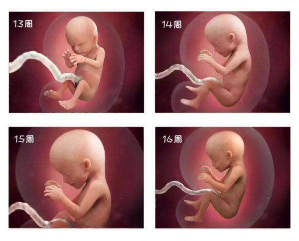 18周的子宫有多大图片图片