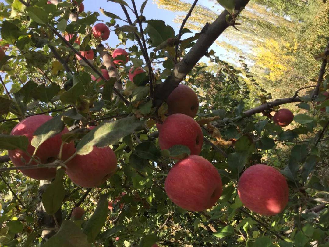 新疆伊犁特克斯苹果