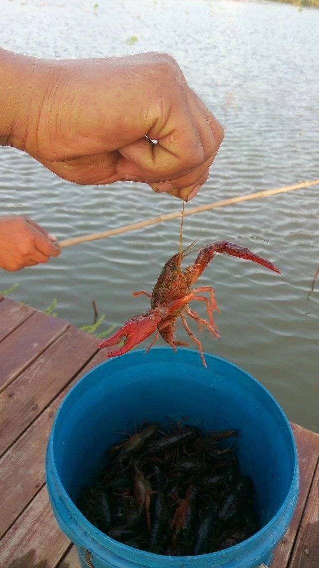 钓龙虾图片真实图片