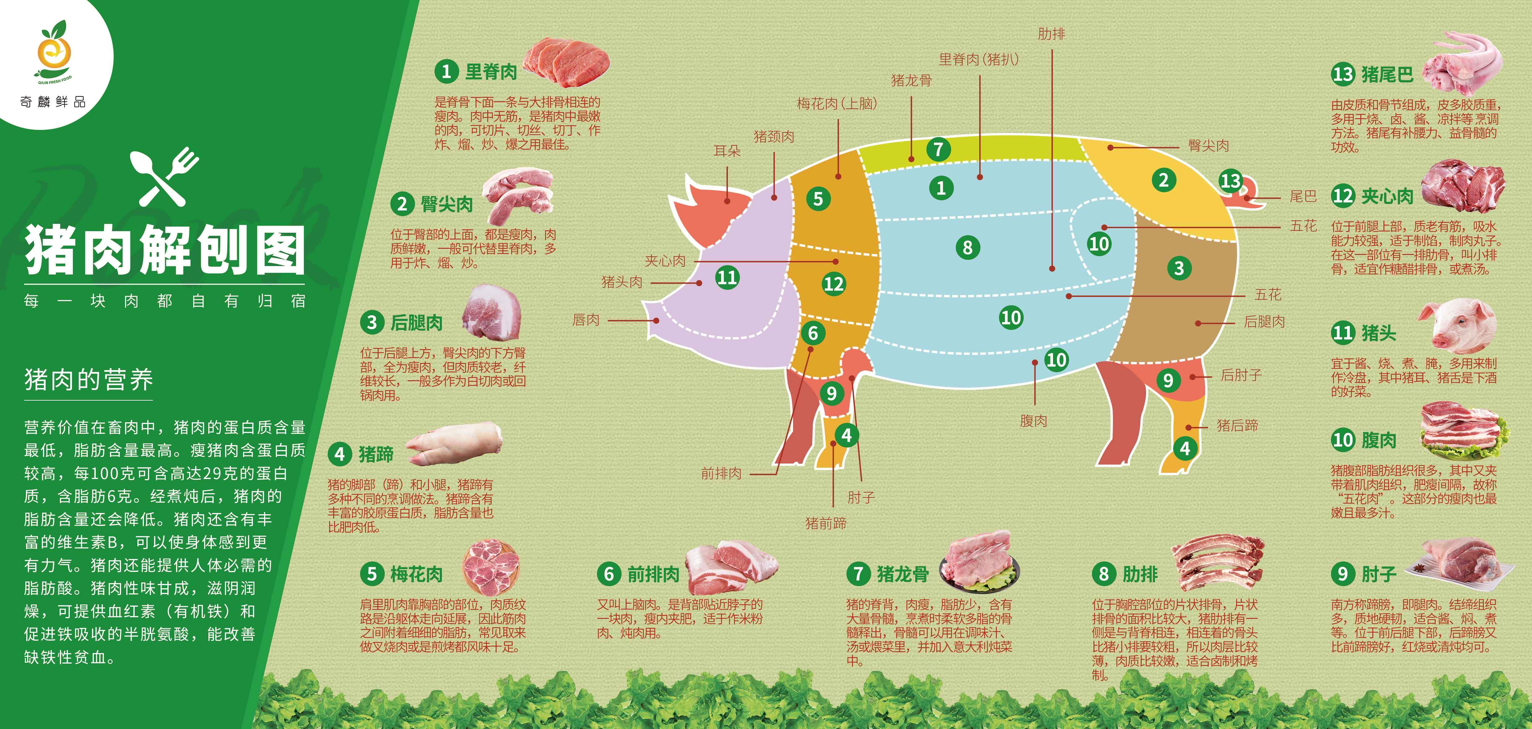 猪肉的解剖图片大全图片