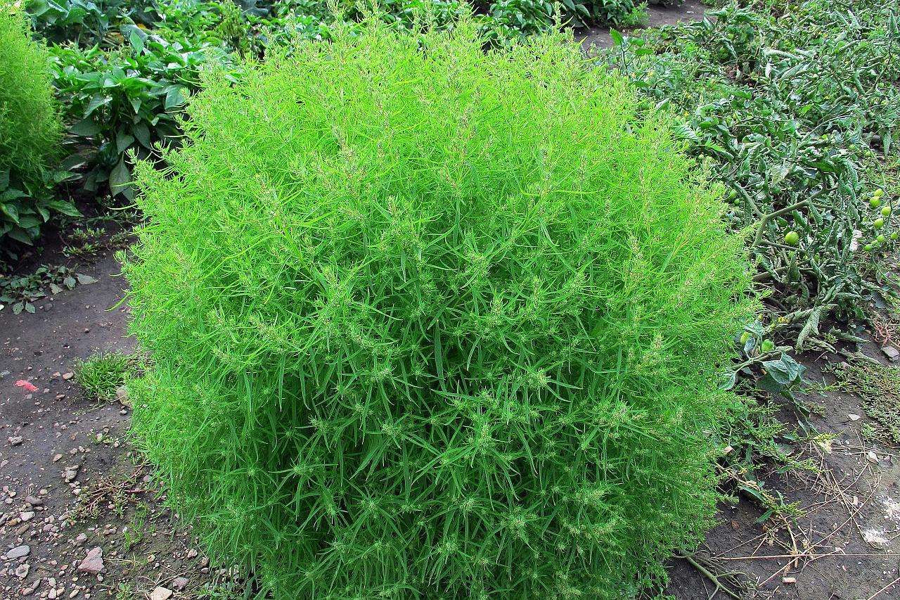 农村非常多见,作为野菜鲜嫩可口,秋天来临还能当扫帚_苗还