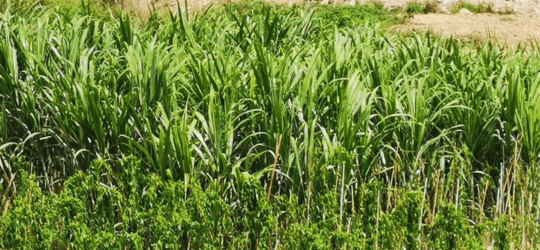 "我现在这些白玉果蔗和姜薯,有工作队来提供技术,教我怎么种,比我之前