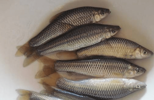 特产早知道塔里麦鱼