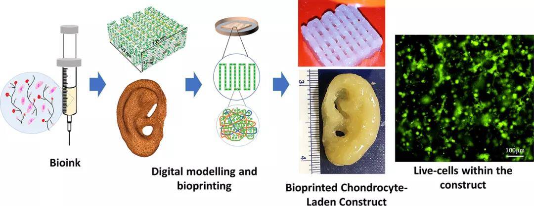 无交联丝素明胶生物墨水用于软骨组织工程的生物3d打印