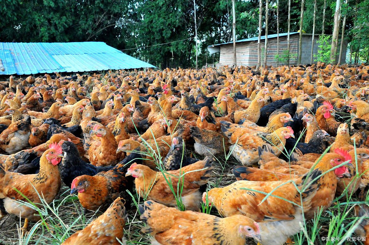 秋季产蛋鸡群营养健康管理_手机搜狐网