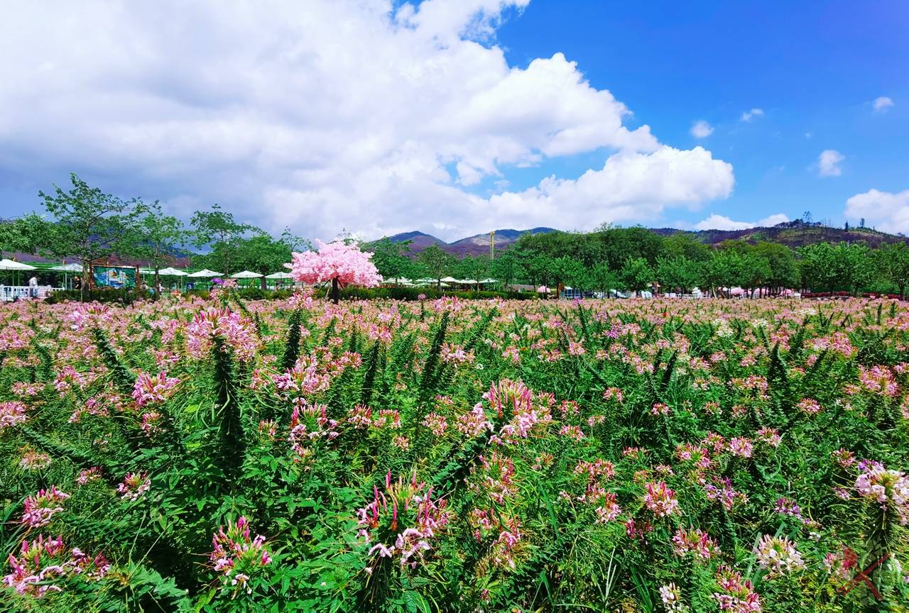 难得让孩子亲近大自然,我们身处浪漫的醉蝶花海中,用镜头拍下他的笑容
