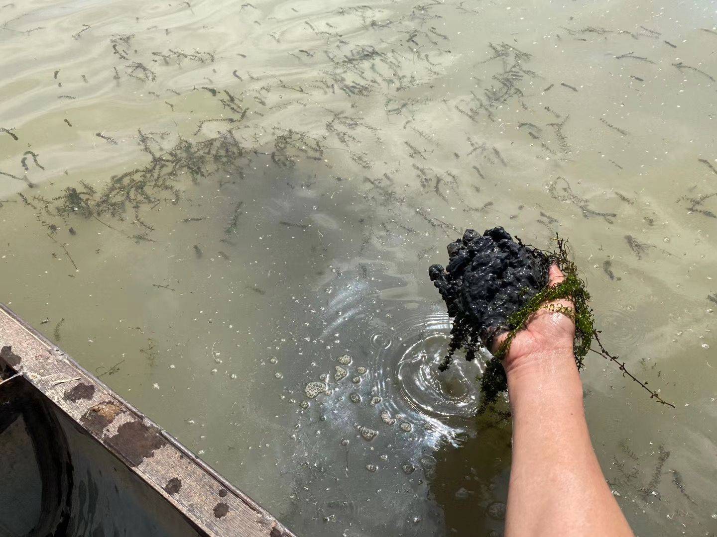 陈春永养殖技术之养殖后期做好这一点,对虾不生病,长大虾不是梦_池塘