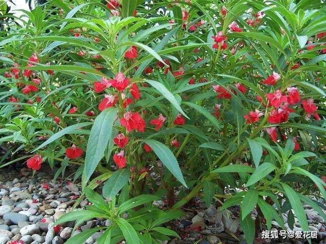 鳳仙花是什麼樣子的花語是什麼有什麼藥用