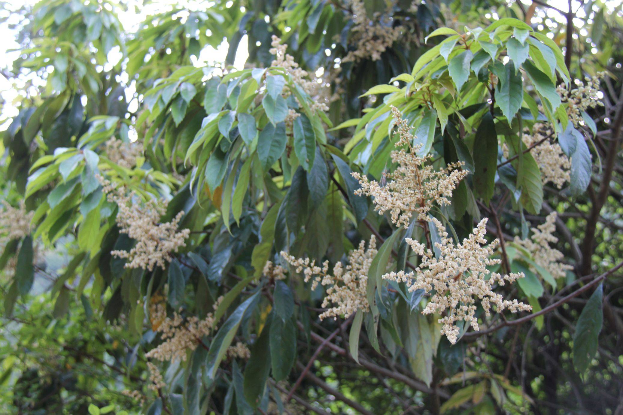庆元植物1235-清风藤科-泡花树属-笔罗.子