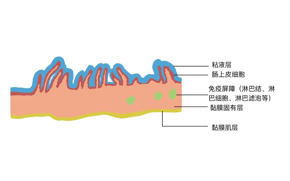 肠壁分层结构图图片