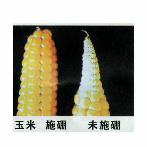 12种植物营养缺乏,看1片叶子就搞定,黄叶、斑点、焦边对症下药-搜狐大视野-搜狐新闻