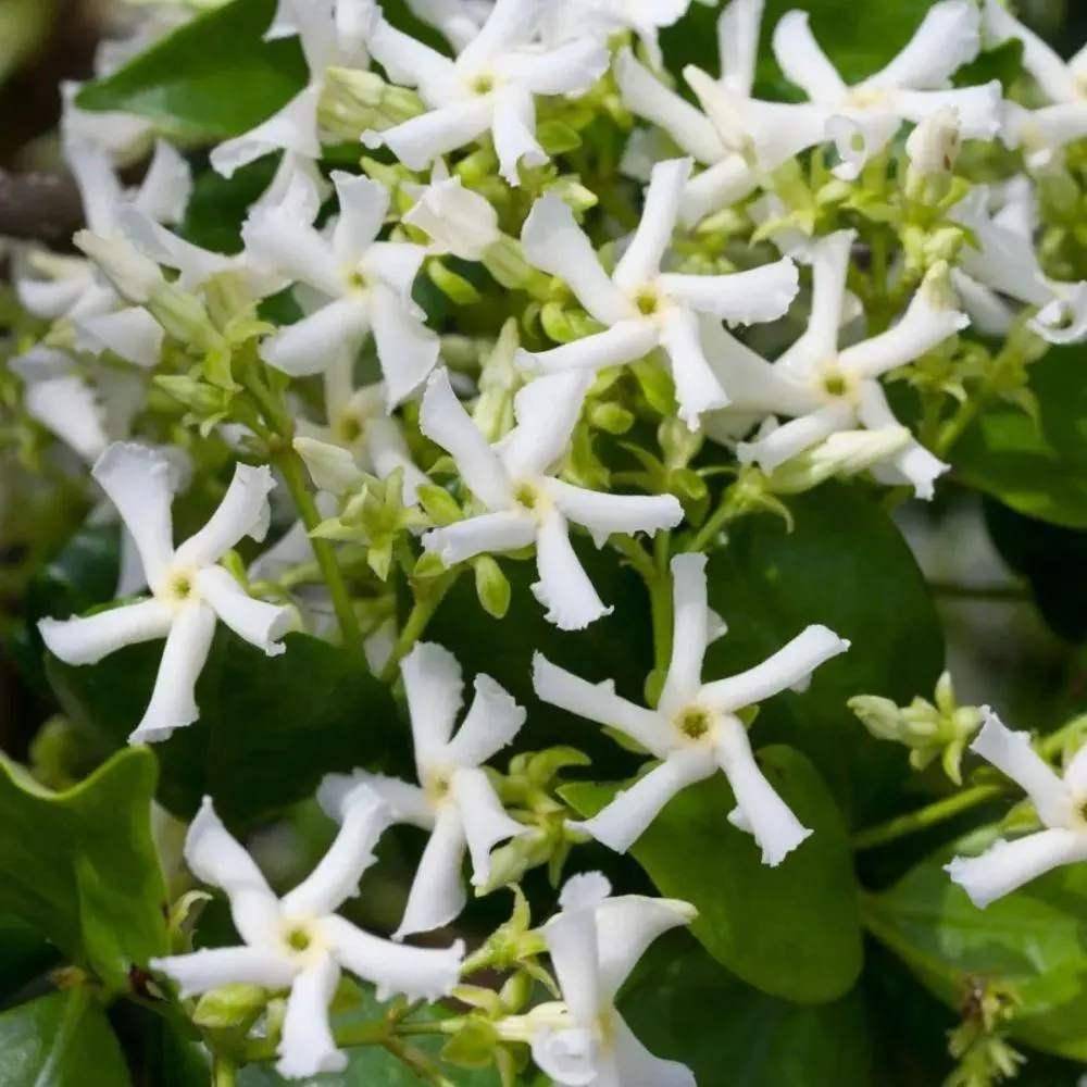 原創一種茉莉花真特殊花朵就像白色風車秋風吹過滿樹飄香