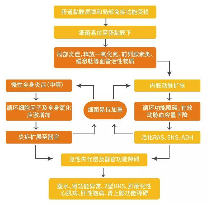 圖2 炎症在失代償期肝硬化發病機制中的作用假說[11]近年來,試驗性和