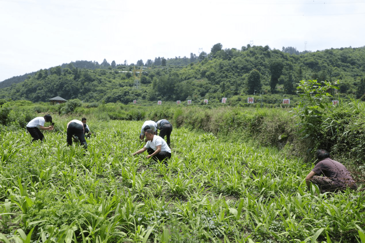 图为思惹村村民在白芨基地除草,施肥