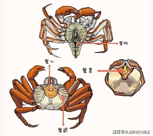 海螃蟹吃法分解图图片