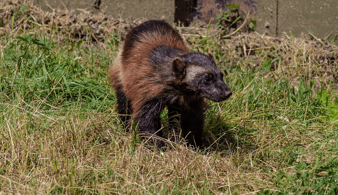 "金刚狼"重返美国北方,为何灭绝生物重现地球?