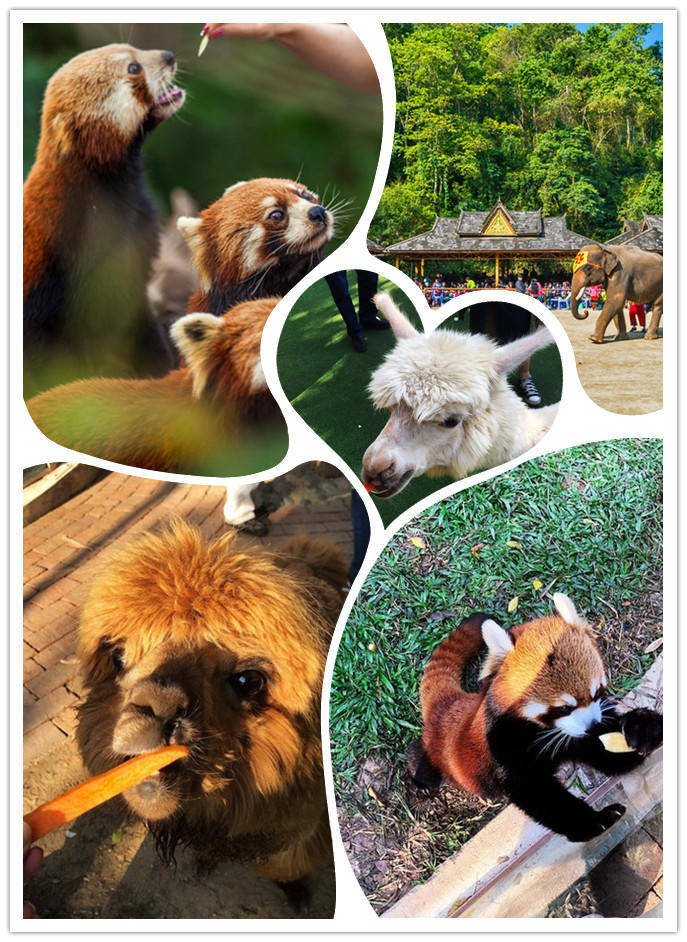 十一月份冬季西双版纳旅游攻略:云南自由行7天最佳路线攻略分享