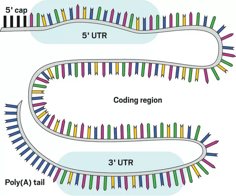 而mrna疫苗则是利用mrna(信使核糖核酸)来承载这种信息