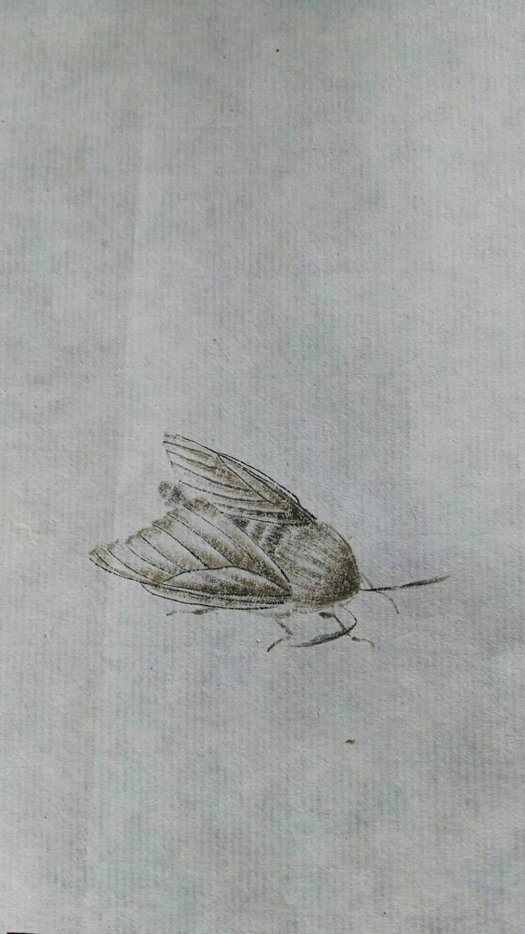 少白书画齐派画家汤发周分享再现齐白石画工笔草虫绝技油灯飞蛾图