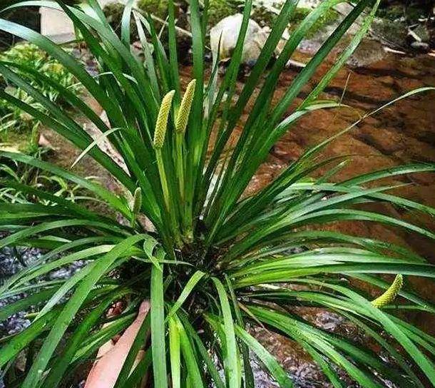 随手香枝叶都散发着香味居家栽种一盆香料调味品全有了