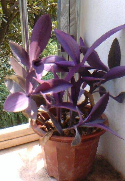 夏天养护紫竹梅,光照要"把握"好,好看又好养,比绿萝爱爆盆