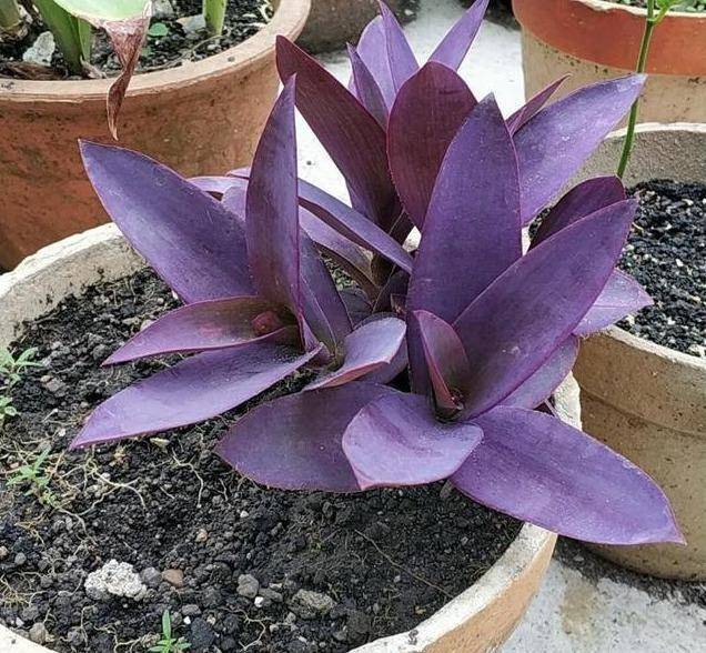 夏天养护紫竹梅,光照要"把握"好,好看又好养,比绿萝爱爆盆