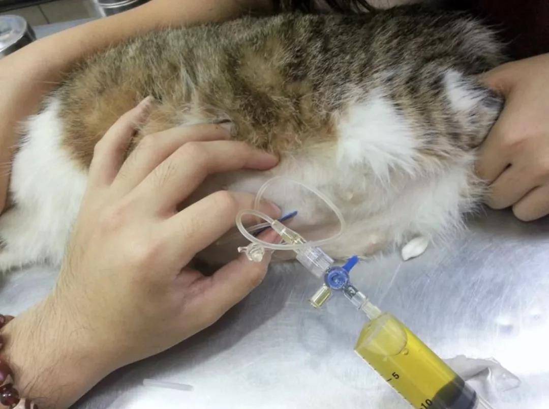 猫传腹死亡过程图片