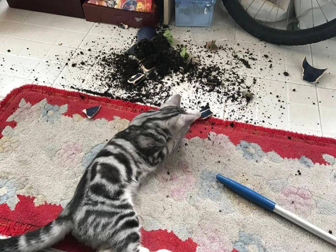 三天不打上房揭瓦猫咪拆家行为大赏