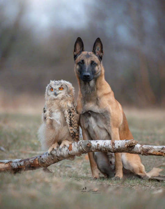 无论长多大猫头鹰还是最爱窝在马犬怀里睡觉安全感爆棚