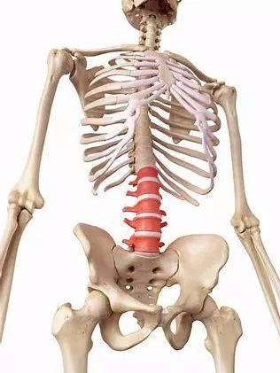 最全的训练腰带使用指南_腰椎