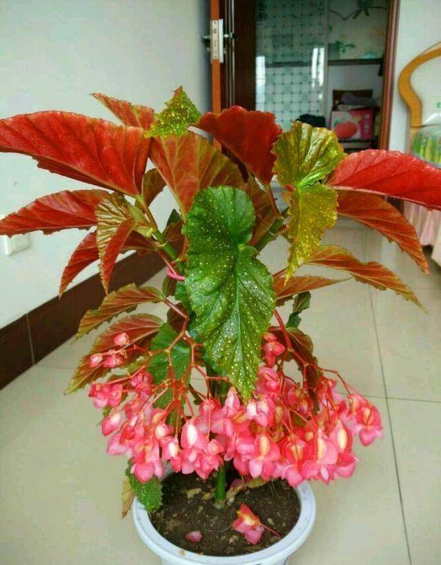 竹节海棠开花成对成双泼泼辣辣的养越长越好