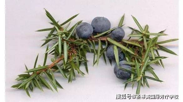 精油世界 | 杜松，让疲惫的身心恢复活力_净化