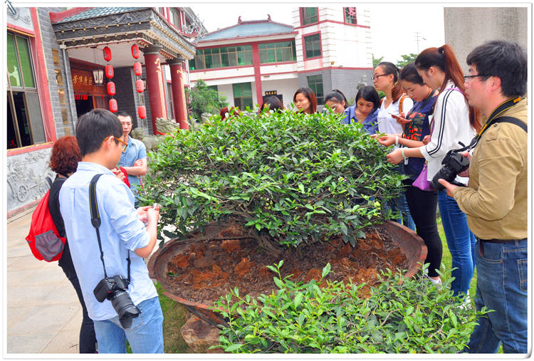 普通人可以报考茶艺师证吗_茶艺师可以考证吗_茶艺师证可以买吗