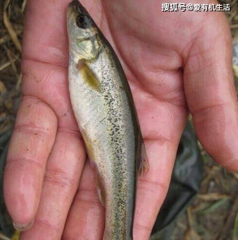 柳根鱼属于小型鲤科鱼类,一般的个体体长通常在10厘米左右,喜欢生活在