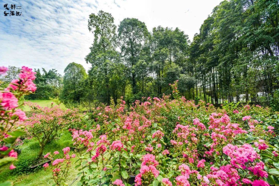 遛娃去草坪瀑布大白鵝這個藏在三聖鄉的神仙莊園太美了