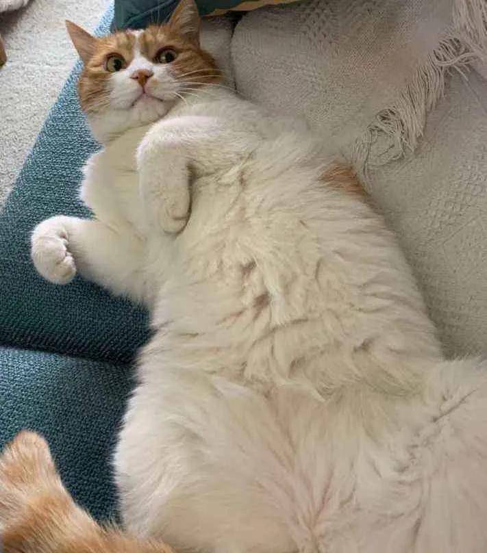 一组猫咪露肚皮的可爱图片:看到第三张就想立马去撸猫了