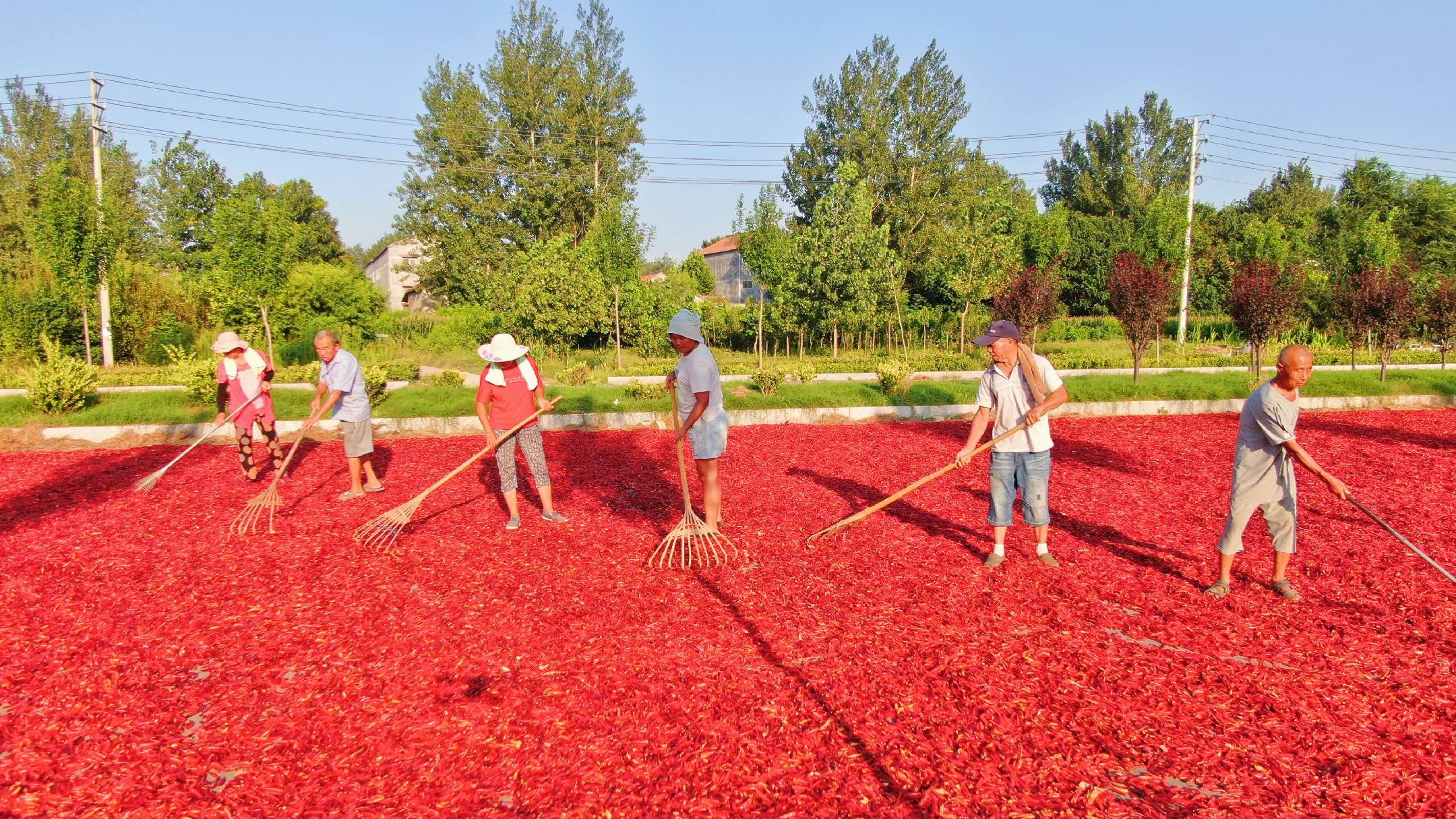 农村部有关中国农民丰收节的部署意见,将着力展示柘城万亩辣椒红遍