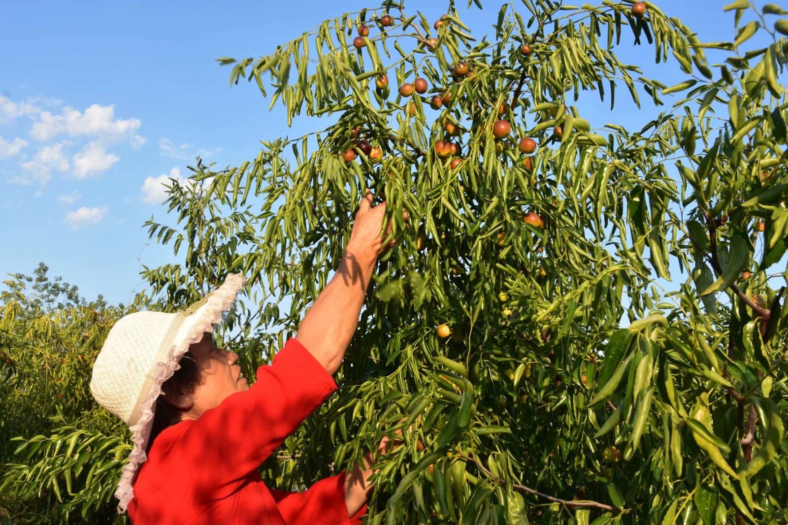 马店村:冬枣熟了,贫困户笑了