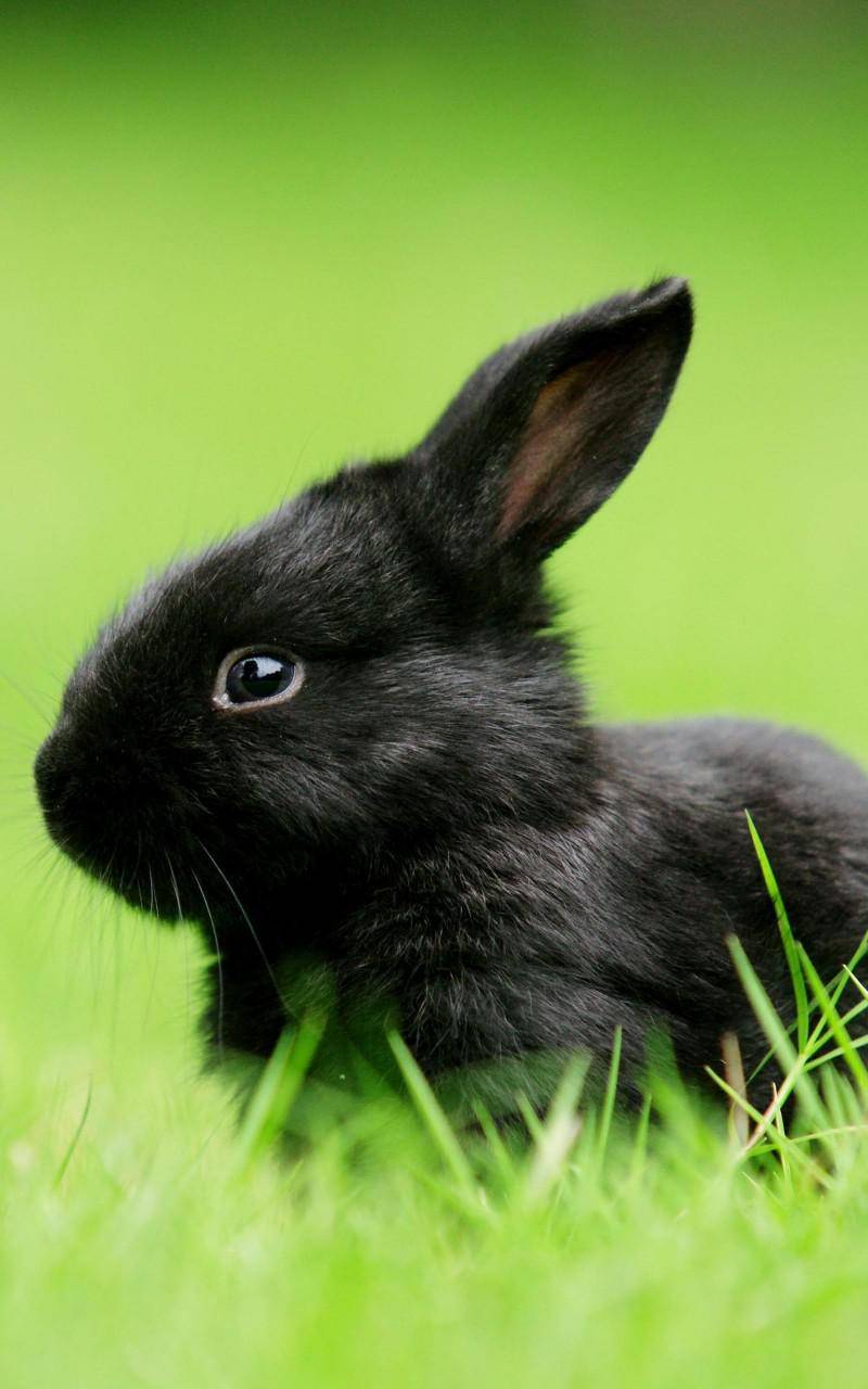 唯美卡通动物手机壁纸