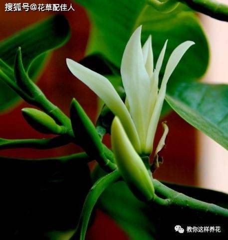 6種花是佛教聖花家裡養上幾盆一生平安