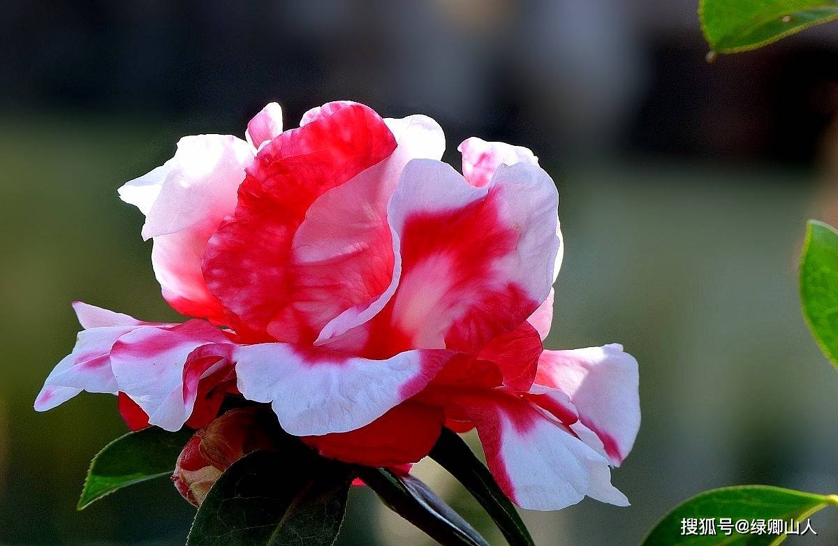 浪漫而时髦的幻彩山茶花