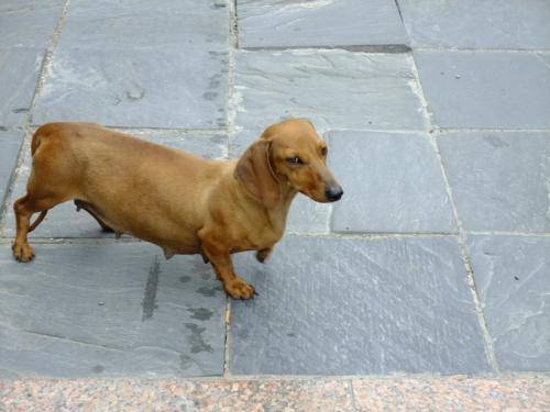 发现了自己老家有一种土狗,当地人称之为板凳狗,性情凶猛,身材矮小,却