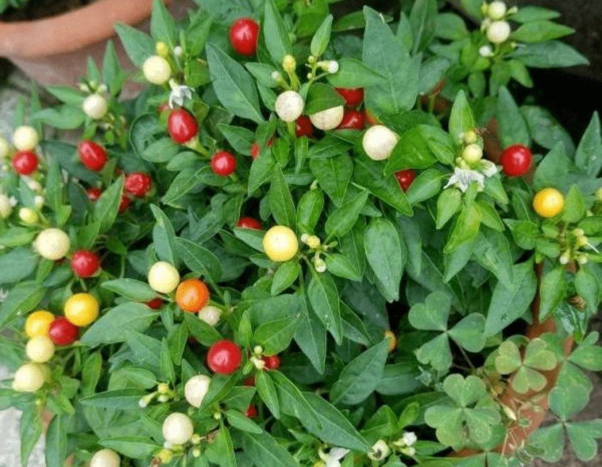 果实鲜亮红火美艳的吉庆果,珊瑚樱这么养护,玲珑小巧可爱非凡