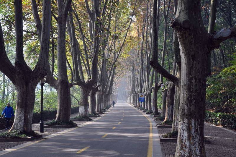 在中山陵的陵園路上,欣賞法國梧桐也是秋天南京旅遊的好去處之一.