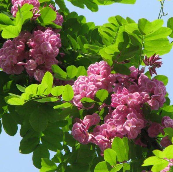 香花槐的花语代表着荣华富贵,財富及其幸福快乐,由于香花槐在结果实时