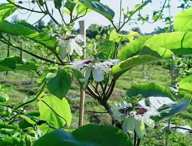 百香果一年一植栽培果農掌握3點關鍵技術豐收在望