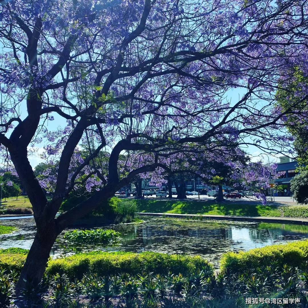 留学树