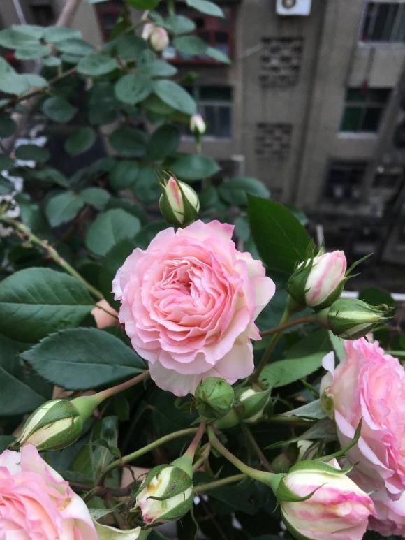 这款月季被亲切称为灌小伊,一年可开花9个月,花朵美丽且芬芳_手机搜狐