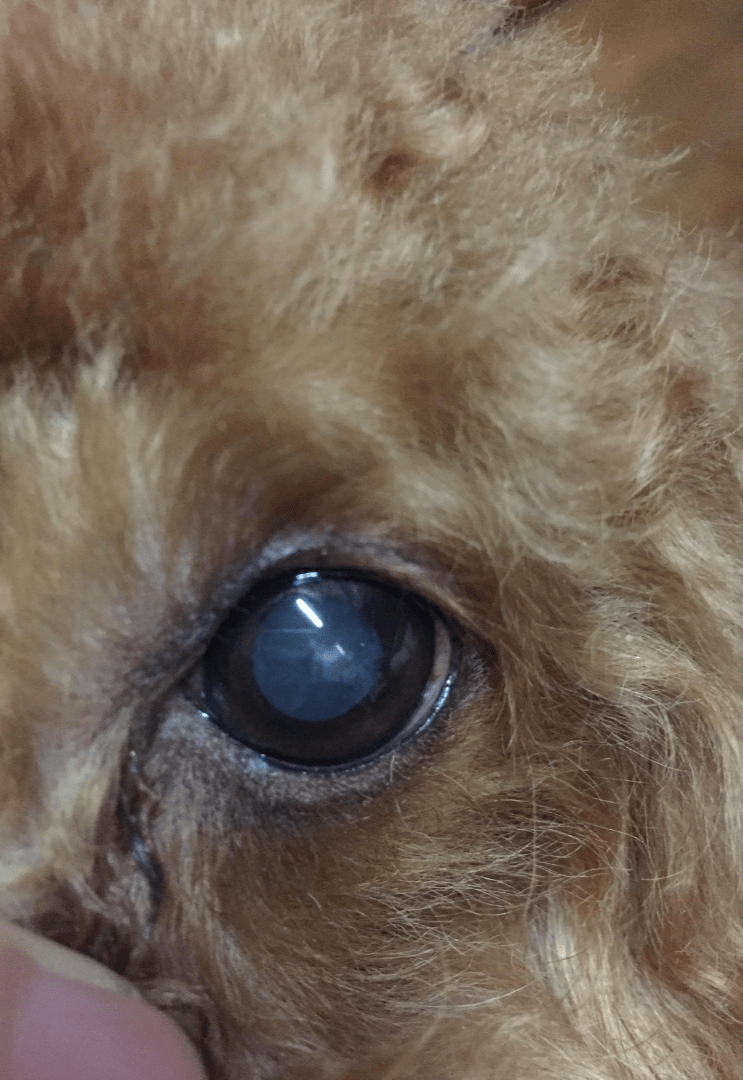 狗狗眼球有白点主人为了省钱用红霉素治疗,5天后眼球严重溃疡了