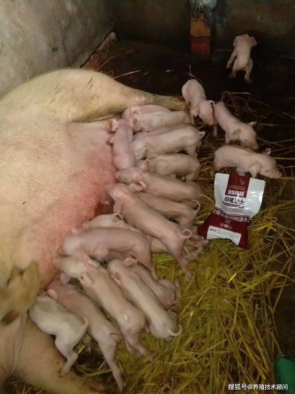 母猪怀孕70天照片图片